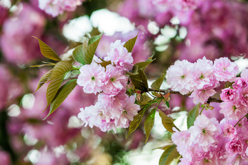 Spring blossom.  beautiful background