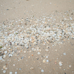 texture set of mollusk shells, mussels on the shore with sunligh