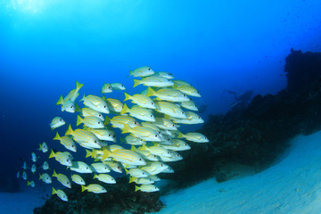 Naklejka na ściany i meble Fish school in ocean: barracudas, snappers, tunas, mackerel,sardines