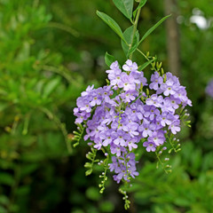 Obraz premium Plumbago auriculata kwiat