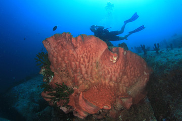 Scuba diver exploring coral reef