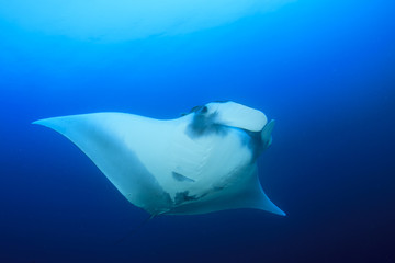 Manta Ray