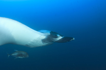 Obraz premium Płaszczka