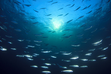 Obraz premium Fish school in ocean: barracudas, snappers, tunas, mackerel,sardines