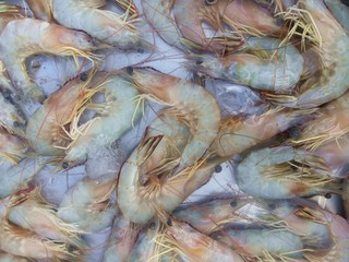 Banana shrimp,Fenneropenaeus merguiensis,Penaeus merguiensis
