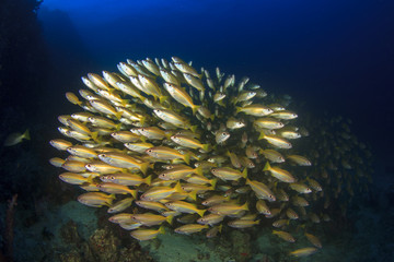 Naklejka na ściany i meble Fish school in ocean: barracudas, snappers, tunas, mackerel,sardines