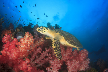 Hawksbill Sea Turtle and scuba diver