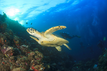 Obraz na płótnie Canvas Hawksbill Sea Turtle and scuba diver