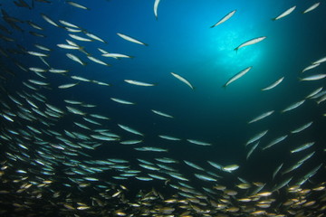 Fototapeta na wymiar Fish school in ocean: barracudas, snappers, tunas, mackerel,sardines