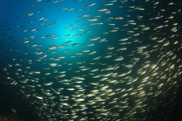 Fototapeta na wymiar Fish school in ocean: barracudas, snappers, tunas, mackerel,sardines