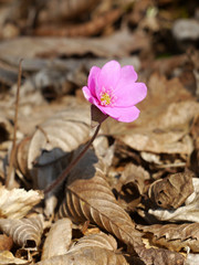 Hepatica spring. Spring forest flower.