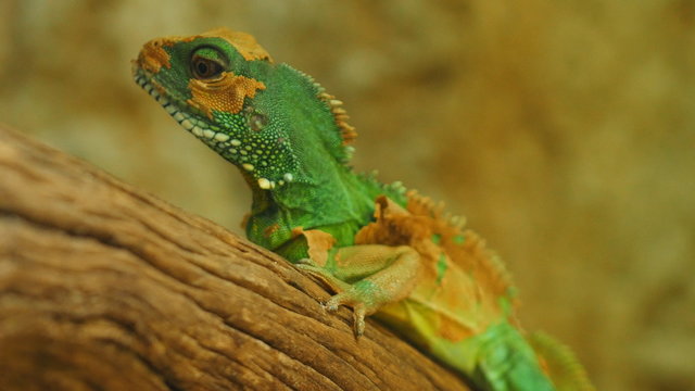 Chinese water dragon (Physignathus cocincinus), Thai Water Dragon, and Green Water Dragon.