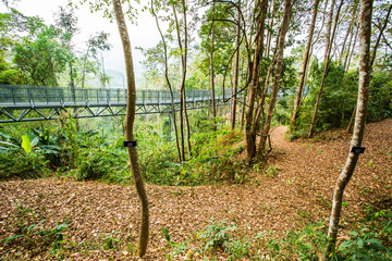 Fototapeta na wymiar sky walk in forest , chiangmai Thailand