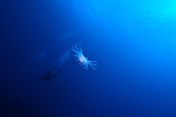 ナシジイソギンチャク