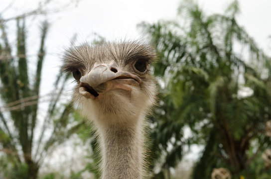 close-up of head of ostrich.