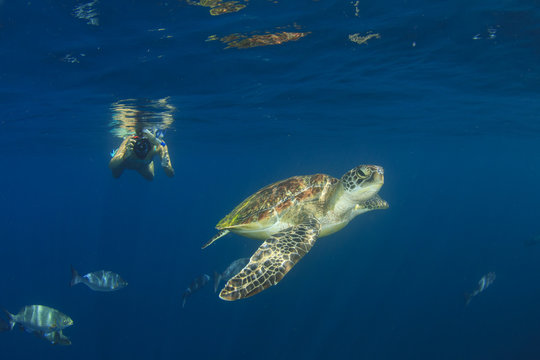 Young woman snorkeling swims with sea turtle