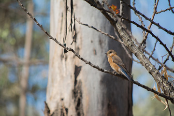El pajarito de colores contrasta con el árbol.