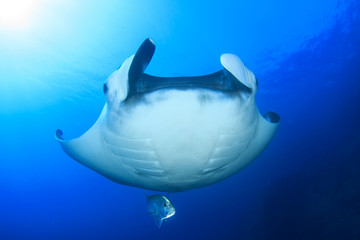 Manta Ray