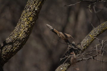 Un pájaro de color oscuro se sitúa entre ramas.