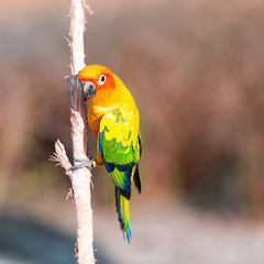  Sun Conure Parrot on a Branch