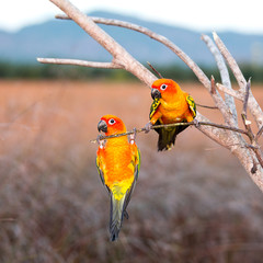 Couple of Tropical yellow parrots on a branch