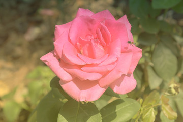 pink rose