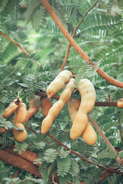 Tamarind tree