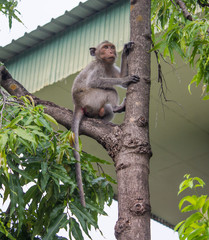 monkey on tree in temple,Thailand