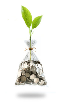 plant and coins in plastic bags on white background, investment