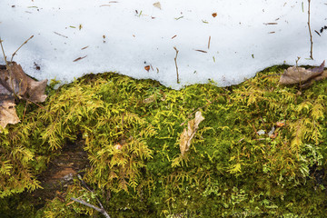 Yellow and green mosses emerging from under snow, Rangeley, Maine.