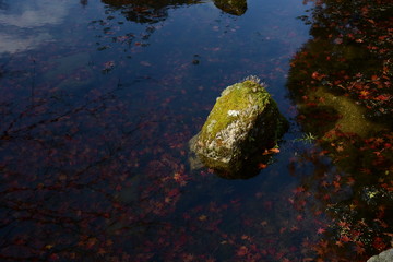 庭園の池・光る石