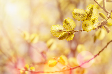 Spring bright background with pussy-willow branch with catkins
