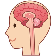脳の断面図　医療