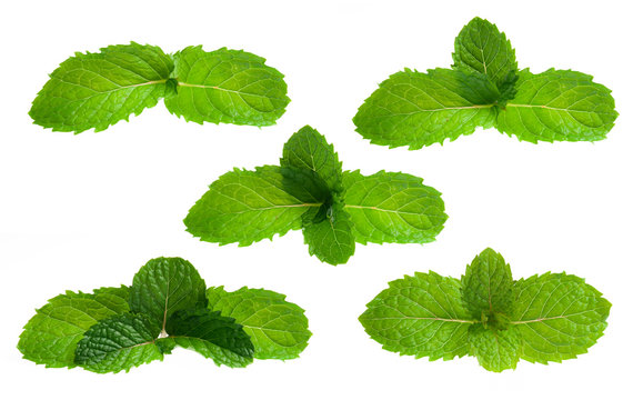 Fresh mint isolated on white. Collection