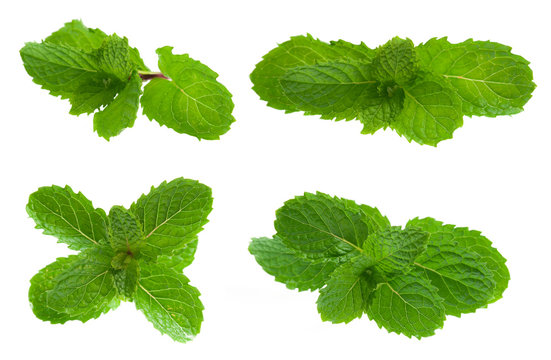 Fresh mint isolated on white. Collection