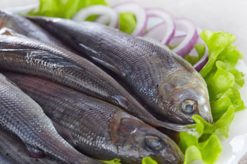 Lightly salted grayling