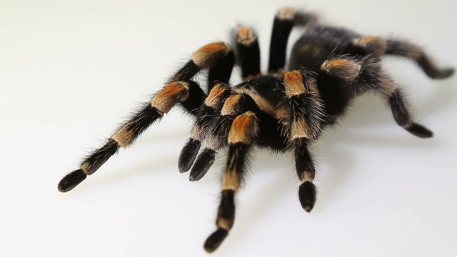 Brachypelma smithi on white background
