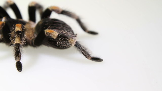 Mexican Redknee Tarantula (Brachypelma smithi) on white background
