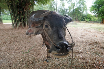asian water buffalo or bubalus bubalis