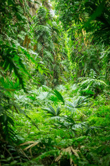 Rainforest or Green forest