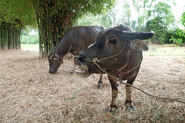 asian water buffalo or bubalus bubalis