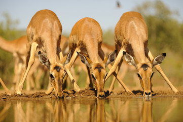Impala (Aepyceros melampus) cautiously approach at drink at a waterhole on a Zululand game reserve,...
