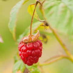 Ripe raspberry