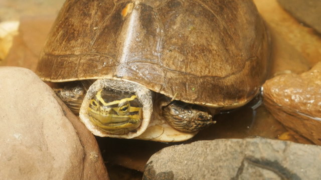 Asian box turtle, Siamese box terrapin