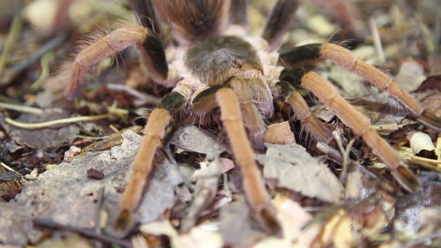 Colombian Giant Red-leg Tarantula (Megaphobema robustum)
