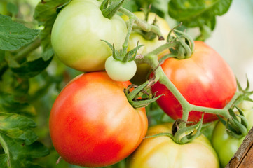 Fresness tomatoes