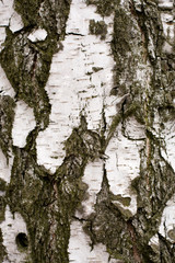 birch bark