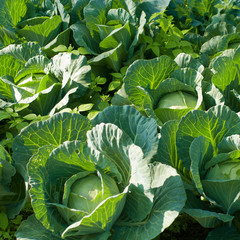 Cabbage