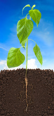 young plant with exposed roots in soil and blue sky