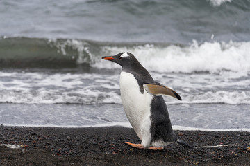 Gentoo penguin